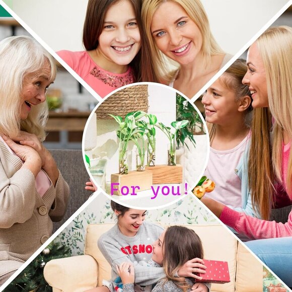 Ivolador Plant Propagation Station 4 Test Tube Plants Terrariums in Wooden Stand - Picture 3 of 9